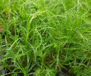 olive herb, santolina viridis