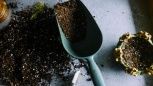 potting compost & scoop, propagation