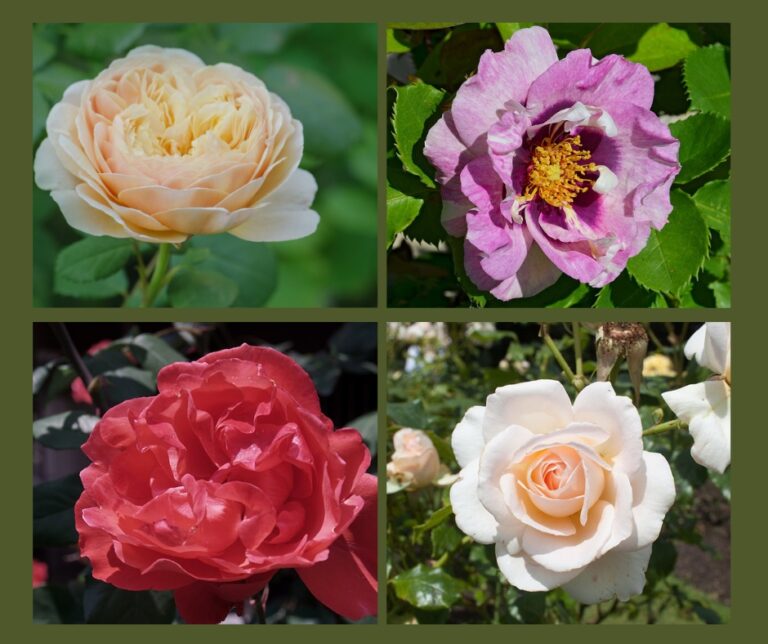 Strongly Fragrant Roses Scented Roses, rose bushes, climbers, fragrant flowers | Gardens