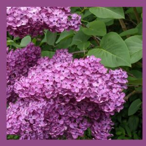 deep purple lilac flower, syringa vulgaris