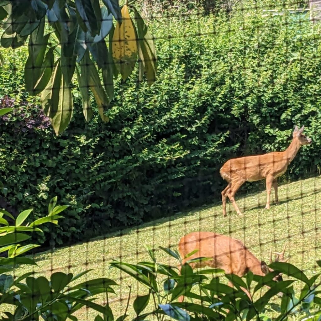 16 Deer Resistant Shrubs for Clay Soil | Garden Design Tips
