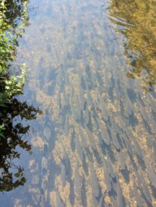 carp in the stream
