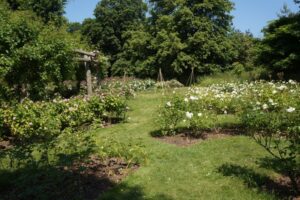 morden hall park rose garden