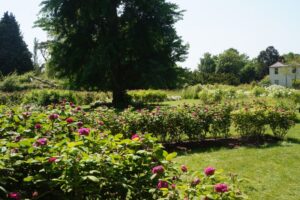 morden hall park rose garden, ginkgo biloba