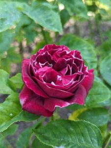 rosa baron girod de l'ain, hybrid perpetual rose, very fragrant, old rose scent, Reverchon, 1857