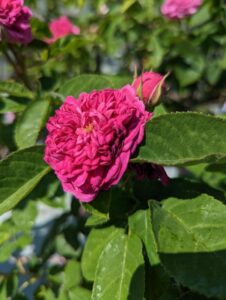 rosa de rescht, damask rose, portland damask introduced 1945 by Nacy Lindsay, but origin could be Persian or French, introduced 1880