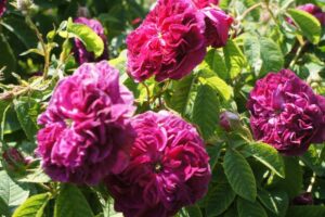 rosa gallica tuscany superb