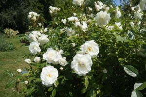 rosa iceberg, morden hall park rose garden