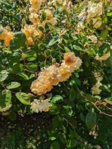 rosa lady Hillingdon