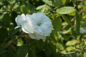 rosa prosperity