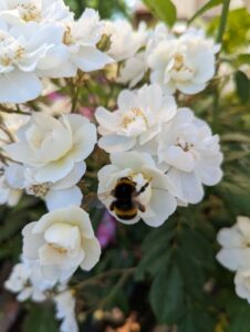 rosa rambling rector, bee