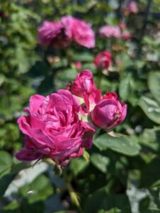 rosa reine de violette, hybrid perpetual