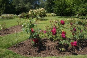 rose beds, morden hall park rose garden