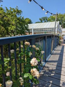rose covered bridge, morden hall garden centre