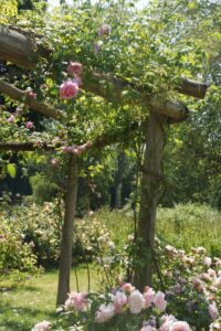 rose pergola, morden hall park rose garden