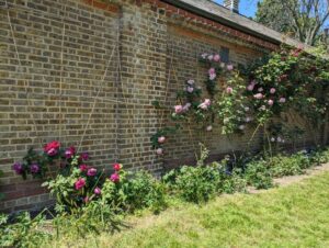 roses, herbaceous planting against stableyard wall, morden hall park