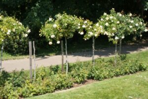 standard roses, morden hall park rose garden