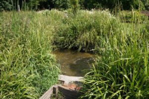 stream, river wandle tributary, morden hall park rose garden