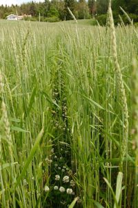 Green spelt wheat with white clover, Green manure,https:/commons.wikimedia.org/wiki/File:Green_manure.jpg