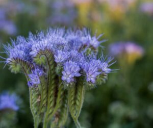 Phacelia tanacetifolia, honey plant, green manure, cover crop, pollinator friendly plant