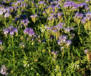 Phacelia tanacetifolia, honey plant, green manure, cover crop, pollinator friendly plant