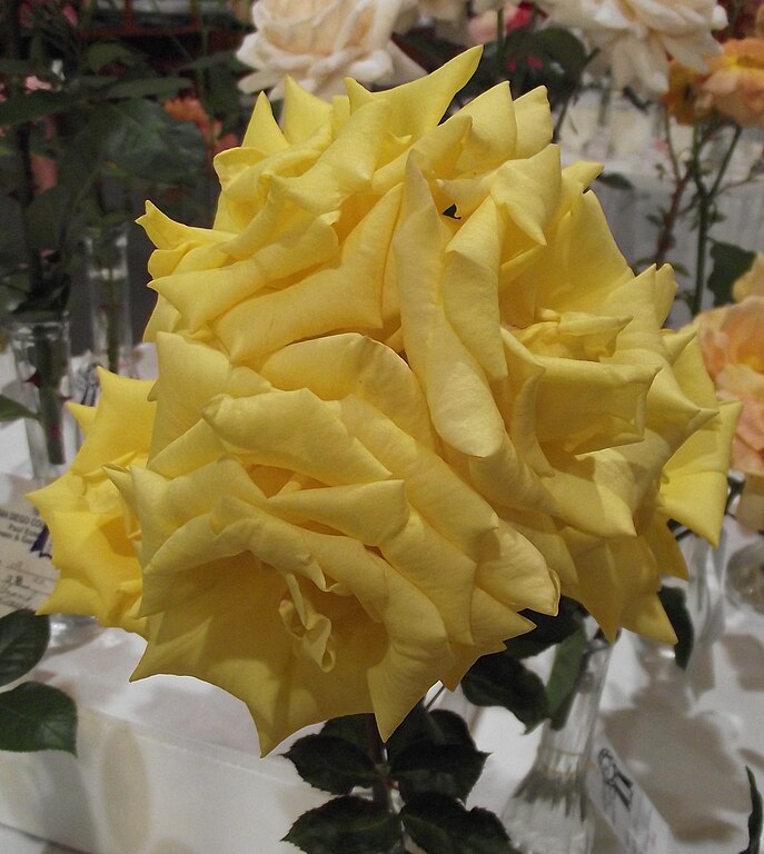 Rosa Always Love You, yellow Floribunda rose, light fragrance