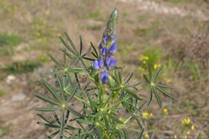 blue lupin, Lupinus angustifolius, green manure crop