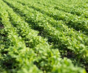 mixed planting green manure crops, cover crop, kitchen garden, organic gardening