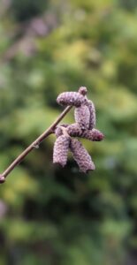 hazel, corylus avellana catkins