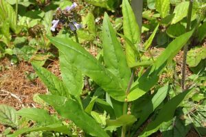 Salvia lyrata, lyre-leaved sage