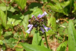 Salvia lyrata, lyre-leaved sage, flower