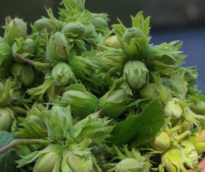 hazelnuts in wooden bowl, corylus