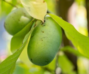 paw-paw Asimina triloba, largest north american native fruit