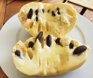 paw-paw Asimina triloba, largest north american native fruit, open fruit showing seeds