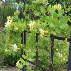 metal trellis, honeysuckle