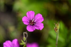 Geranium Dragon Heart, original photo by mabelamber on pixabay
