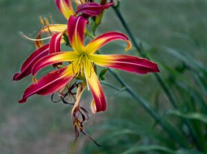 Hemerocallis 'Great Red Dragon', day lily, https:/upload.wikimedia.org/wikipedia/commons/8/81/Daylily_Great_Red_Dragon_June_Nbg_%28261720779%29.jpeg