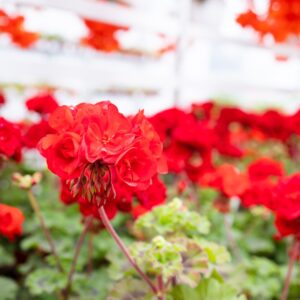 Pelargonium 'Dragon's Breath', red double flowers, tender perennial, summer bedding plant, house plant