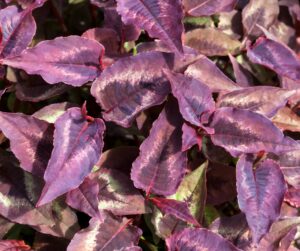 Persicaria microcephala 'Red Dragon', bistort, herbaceous perennial