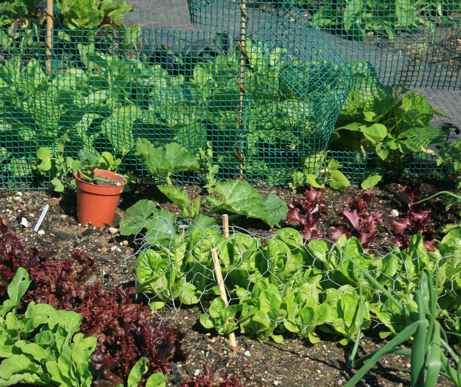 netted vegetables, kitchen garden, vegetable garden, edible gardening, lettuce