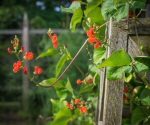runner bean flowers, trellis, vegetable garden