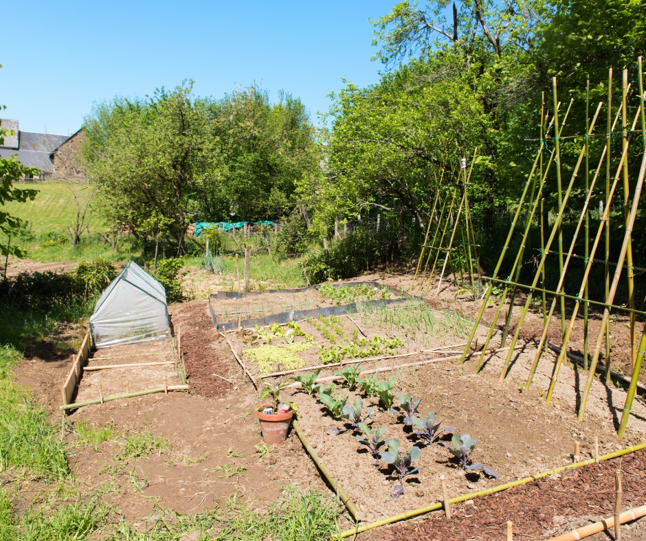 vegetable garden, cloche, bean poles, kitchen garden, edible gardening