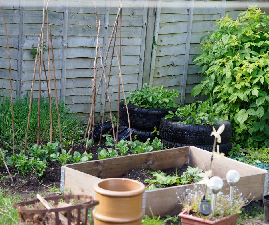 vegetable garden, potaotes growing in tyres, raised bed, kitchen garden, edible gardening