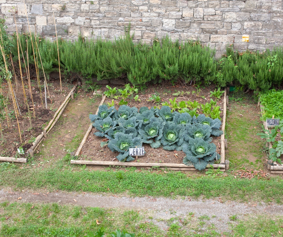 walled kitchen garden, cabbages, rosemary, vegetable garden, edible gardening