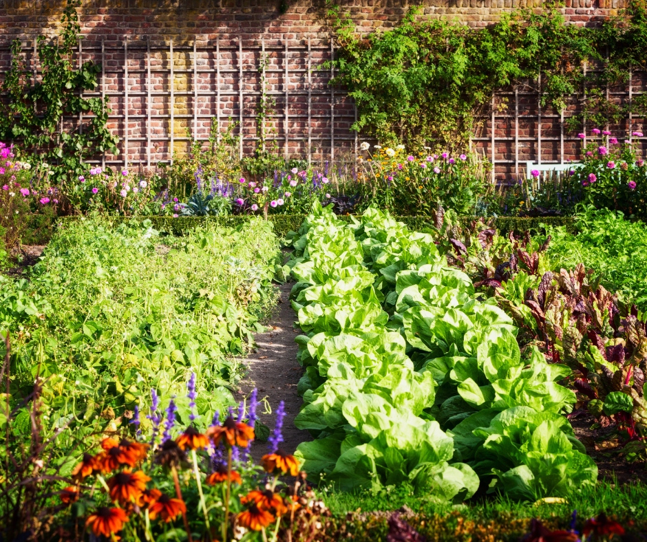 walled kitchen garden, salads, flowers, vegetable garden, edible gardening