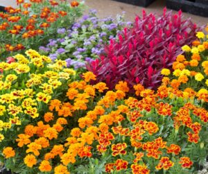 bedding plants tempting to buy, garden centre, marigolds, ageratum