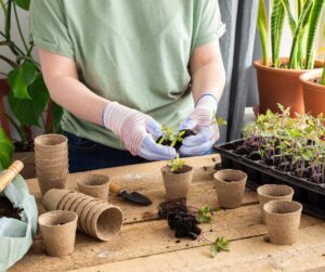 carefully separating tomato seedling roots, photo by pundapanda on canva;