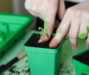 firming seedling into soil using fingers, how to prick out seedlings, photo by Ekaterina Markelova on canva;