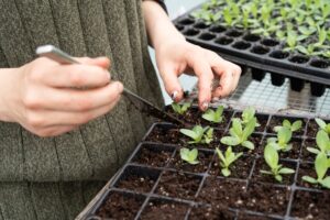 pricking out lisianthus seedlings, zoe-schaeffer-H0iAXFekiWo-unsplash