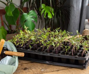 modular tray of seedlings, photo by pundapanda on canva;